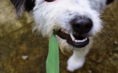 Is it Normal If Your Dog Eats Grass?