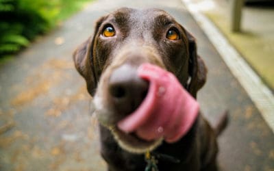 Coprophagia in Dogs