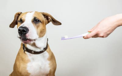Halitosis in Dogs