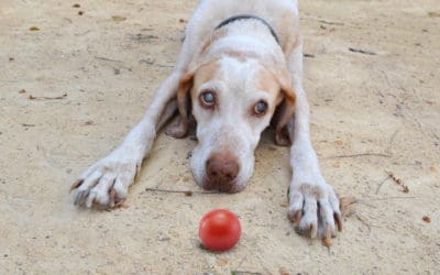 Blindness in Senior Dogs