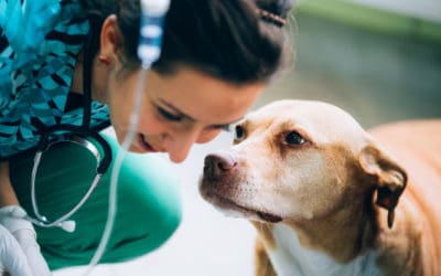 Dogs as Blood Donors