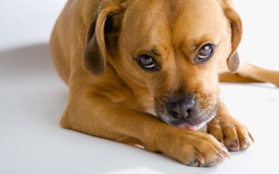 Excessive Self-Licking in Dogs