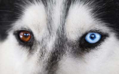 Heterochromia in Dogs