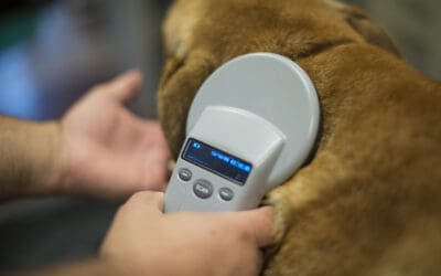 May is National Microchip Month!