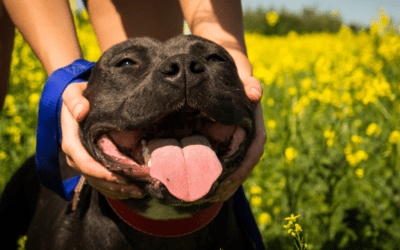 Embrace Unconditional Love: The Endless Rewards of Dog Adoption