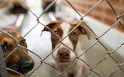 A Guide to Dog Adoption: Top Tips from Kennel to Couch