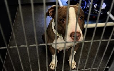 The Plight of Overcrowded Shelters and the Fate of One Million Pit Bulls