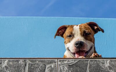 Preparing for the Summer Heat: Tips for a Great Summer