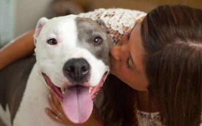 Championing Change: Promoting the Often Ignored Side of Pit Bulls