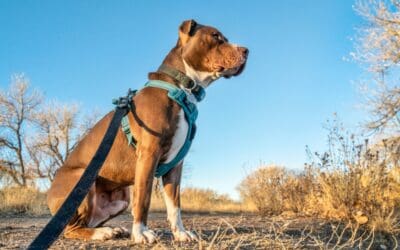 Navigating the Dog Park: Essential Tips for Pit Bull Owners