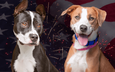 Celebrating Safely: Fourth of July Tips for Dog Owners