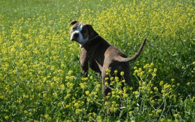 Navigating Confrontations: Top Tips for Pit Bull Owners