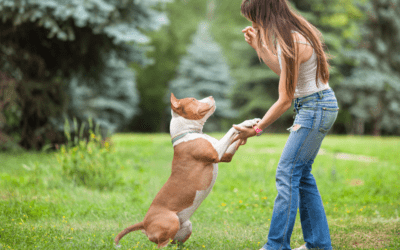 Mastering the Basics: Top Tips for Training Your Dog