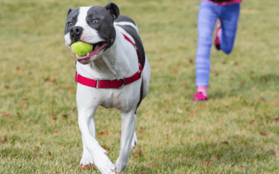 Breaking the Chains: How You Can Help End the Negative Stereotypes About Pit Bulls