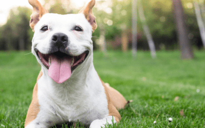 Heat Exhaustion in Dogs: Spotting the Signs and What to Do