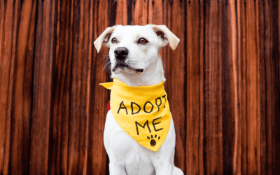 The Importance of Dog Adoption in 2025: How Adopting a Dog Can Change Your Life