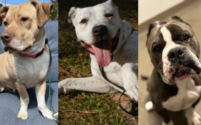 Adopt a Heart of Gold: Three Amazing Dogs Are Waiting for Their Forever Home