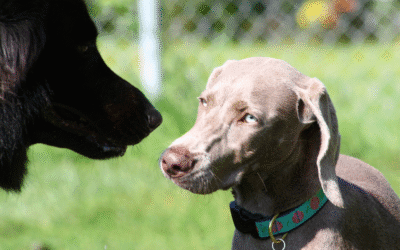 Introducing Your Rescue Dog to Other Pets: A Step-by-Step Guide