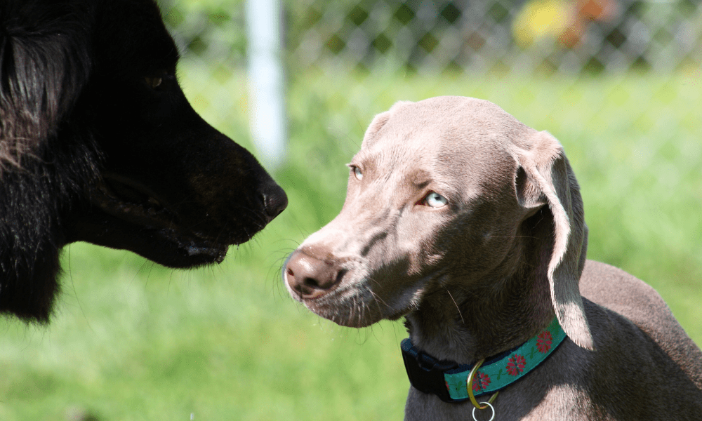 Introducing Your Rescue Dog to Other Pets: A Step-by-Step Guide