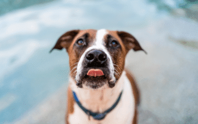 The Truth About Pit Bulls: Separating Myth from Reality