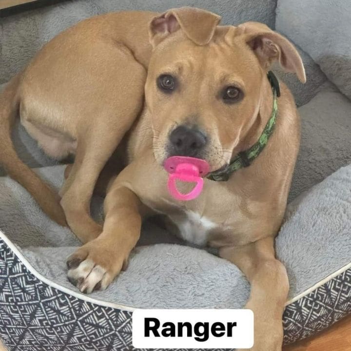 excessive-self-licking-in-dogs
