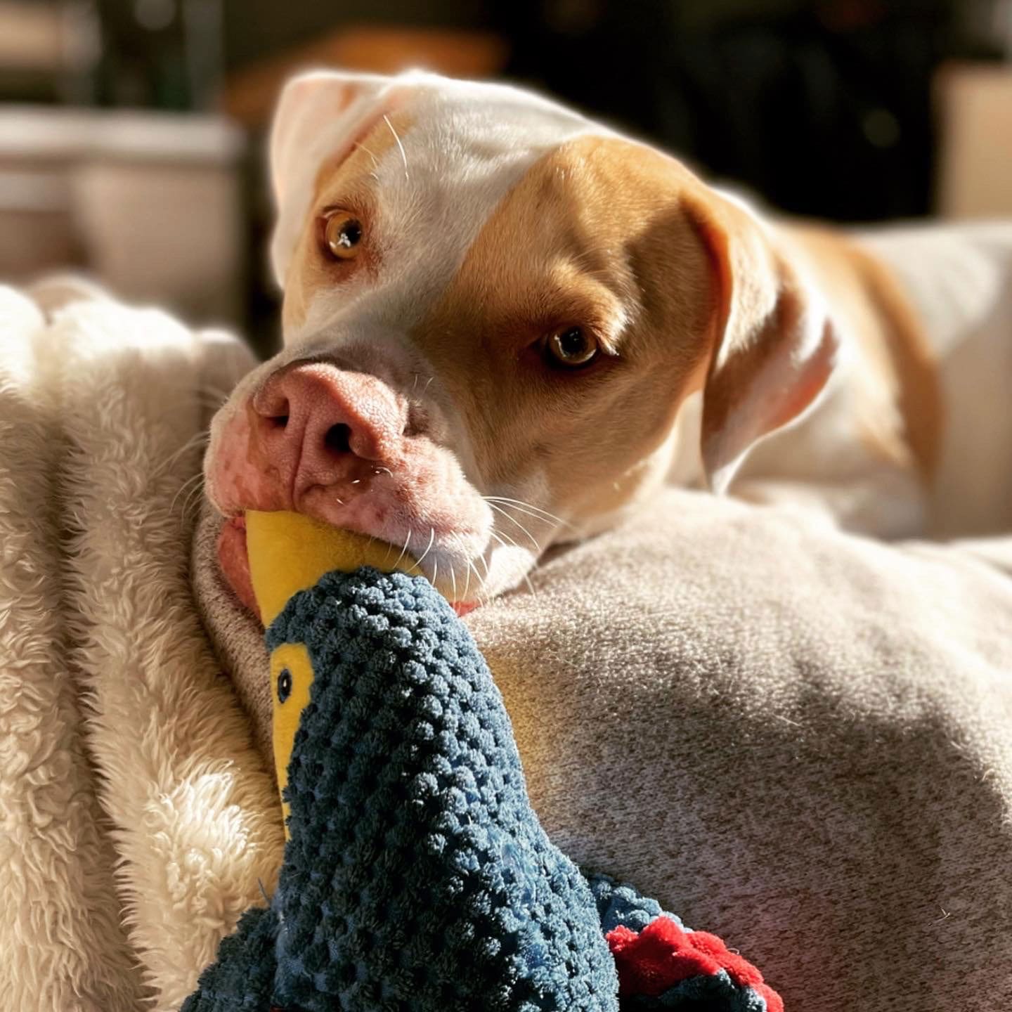 excessive-self-licking-in-dogs