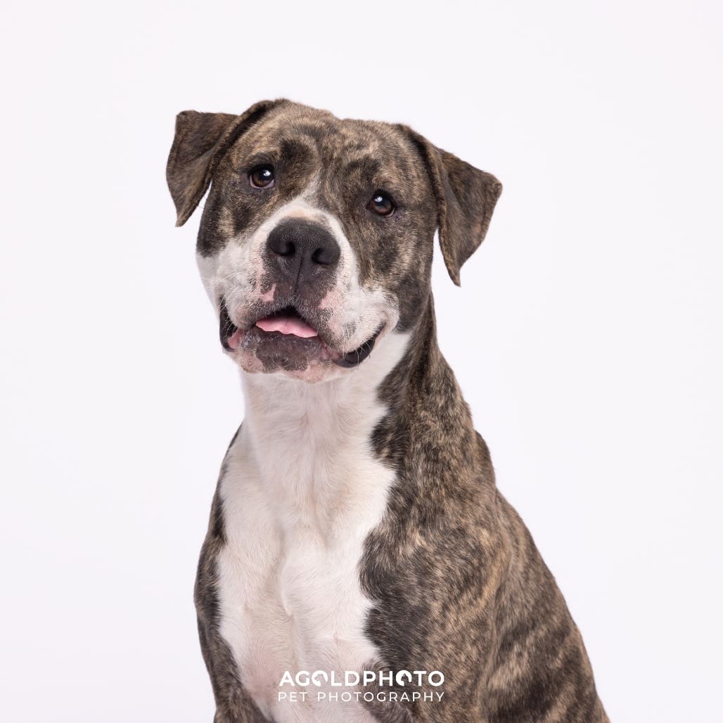 pit bull insurance