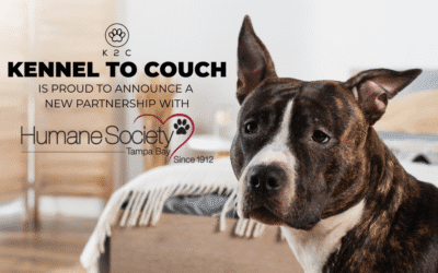 Kennel to Couch Expands Impact: Now Sponsoring Pit Bulls at the Humane Society of Tampa Bay