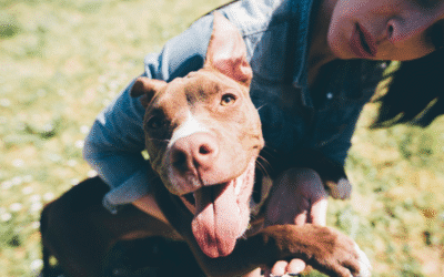 Changing Perceptions, Saving Lives: Celebrating Pit Bull Awareness Month