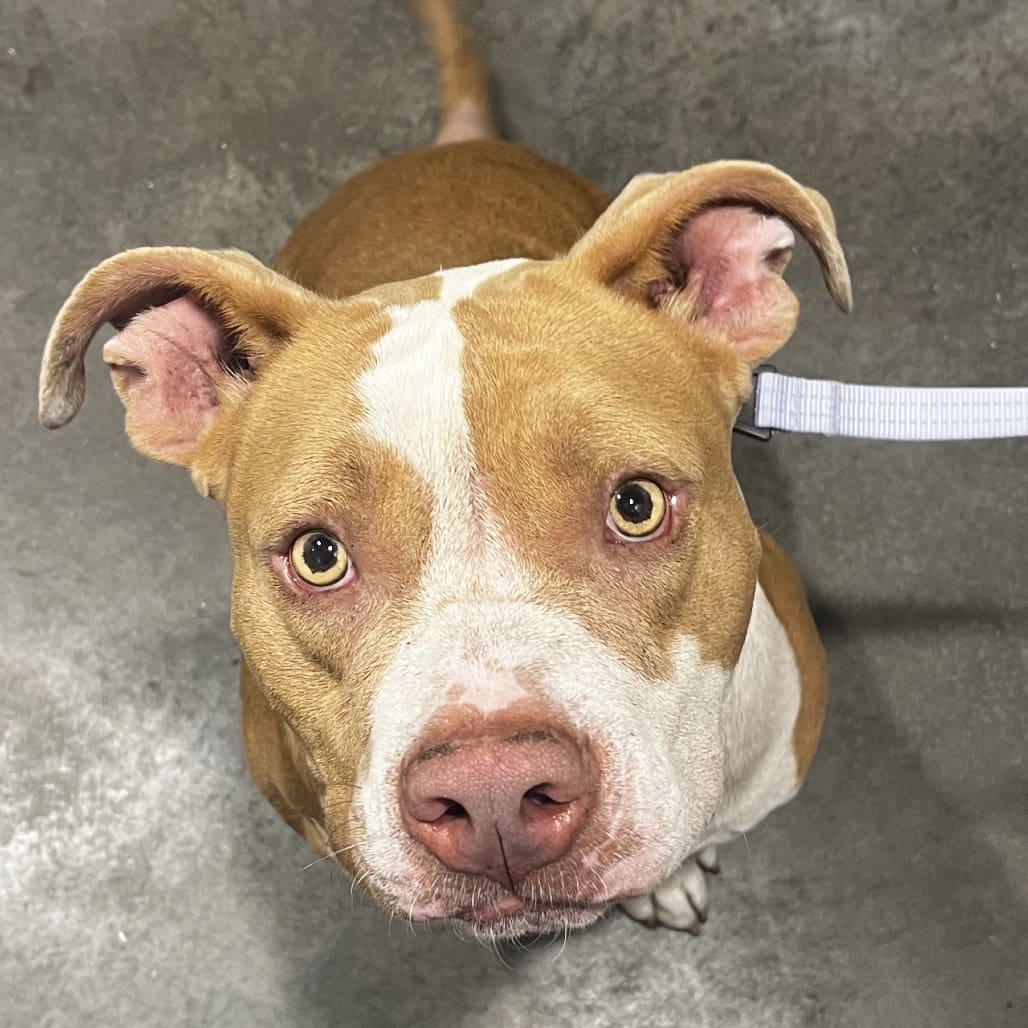 pit bull insurance