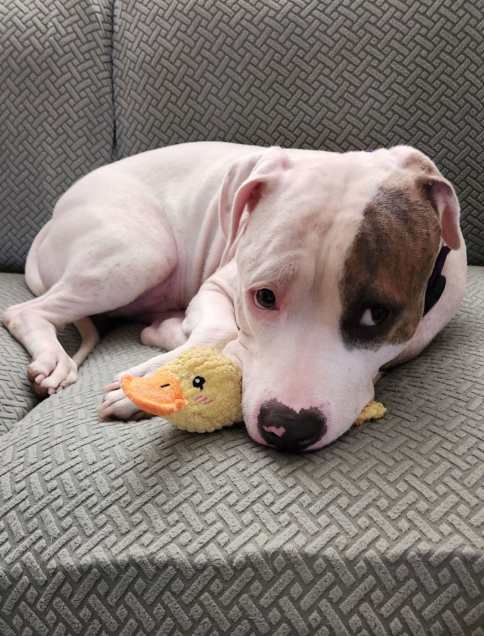 excessive-self-licking-in-dogs
