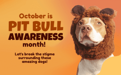 October is Pit Bull Awareness Month: Celebrating Love, Loyalty and Second Chances