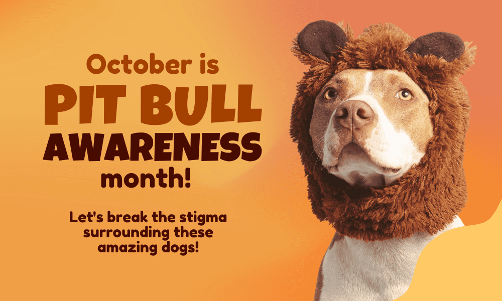 October is Pit Bull Awareness Month: Celebrating Love, Loyalty and Second Chances