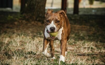 Why Pit Bull Advocacy and Adoption Matter More Than Ever in 2026