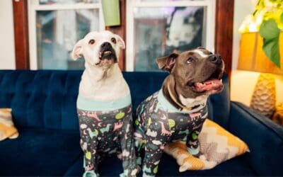 Training Your Adopted Dog: Building Trust, Confidence, and a Forever Bond