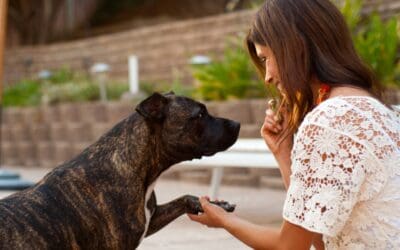 The Role of Foster Families in Giving Rescue Dogs a Second Chance