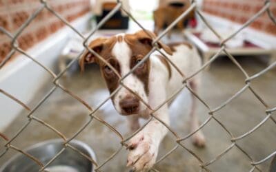 Not Ready to Adopt? Here Are Meaningful Ways to Help Rescue Dogs