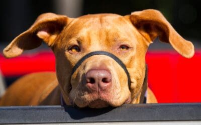 The Power of Routine for Newly Adopted Dogs