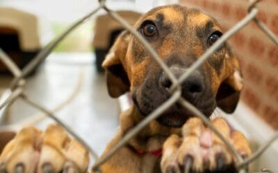 Why Spaying and Neutering Saves Lives
