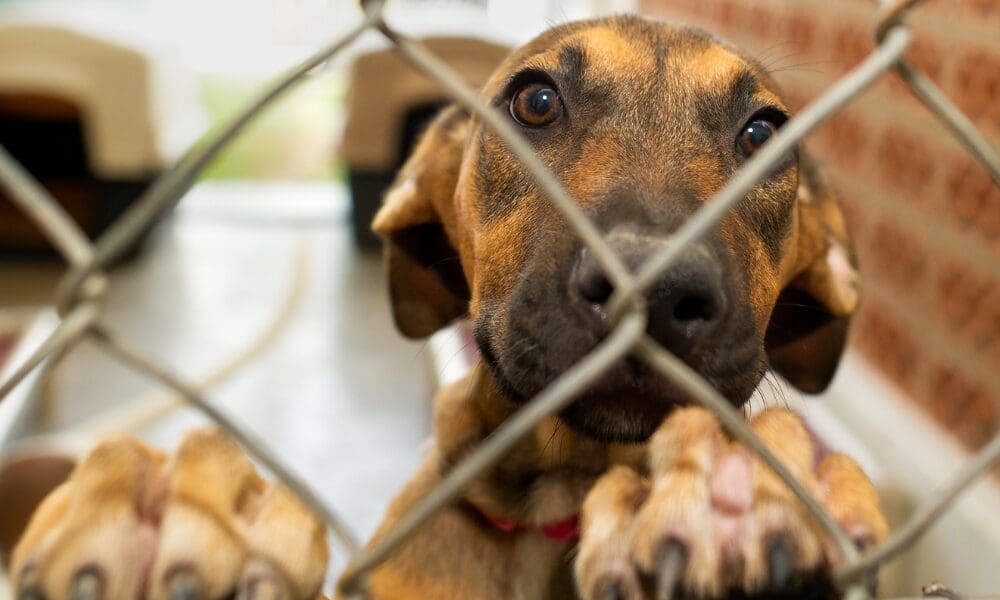 Why Spaying and Neutering Saves Lives