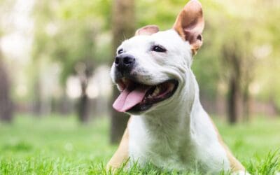 Summer Safety for Dogs: Simple Ways to Prevent Heat Stress