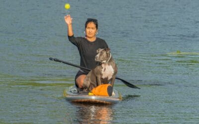 Second Chances: Why Rescue Dogs Often Become the Most Loyal Companions