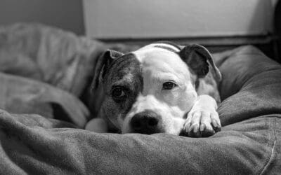 Why Pit Bulls Dominate Shelter Populations and How We Can Change It