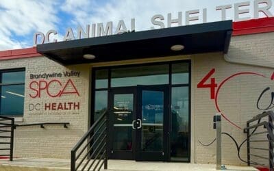 Expanding Hope to D.C.: Welcoming Brandywine Valley SPCA to the Kennel to Couch Family