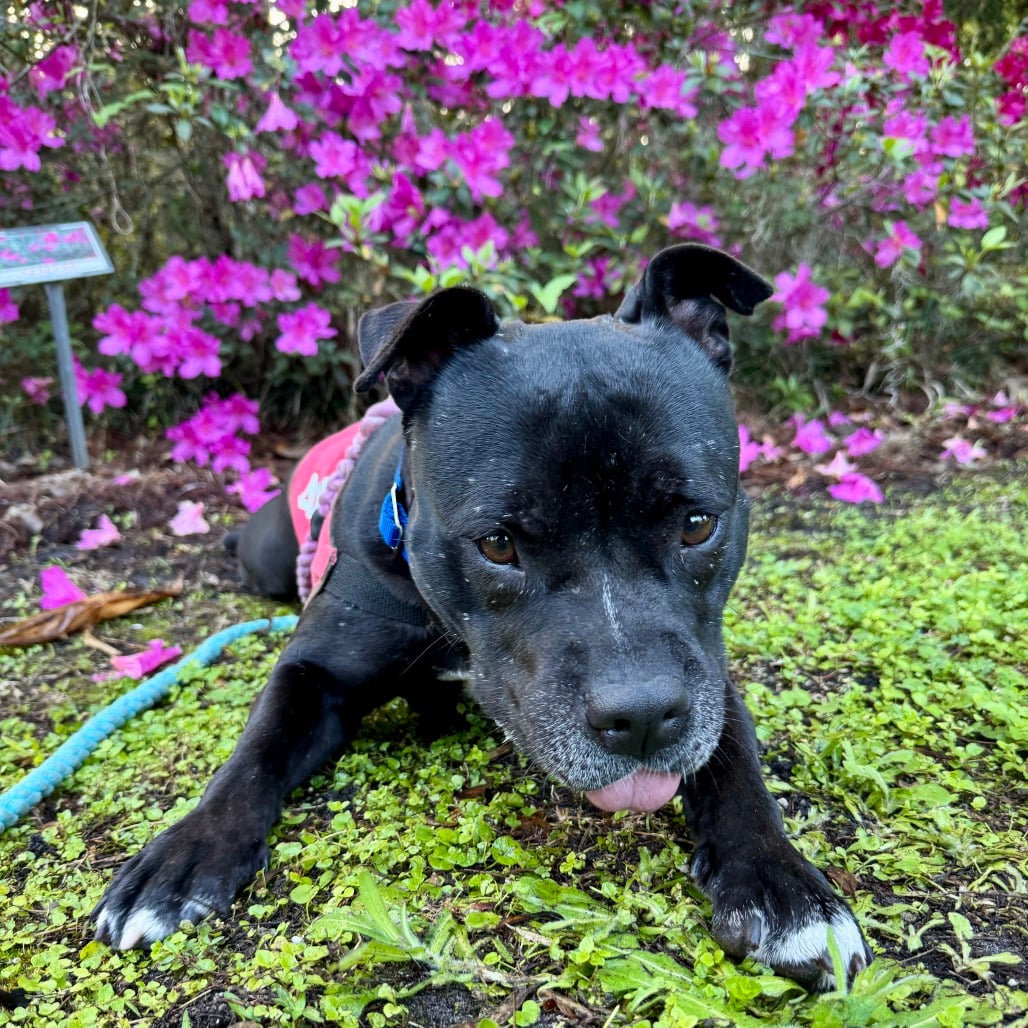pit bull insurance