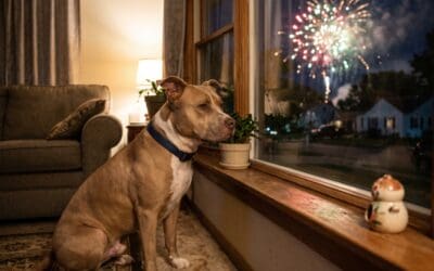 Celebrating America’s 250th: Keeping Your Dog Safe This Fourth of July