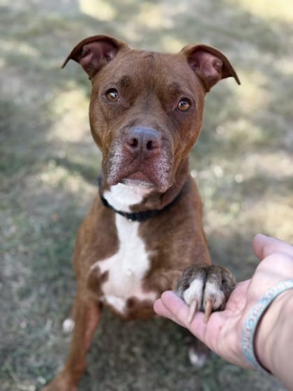 Phoebe Pitbull Charity