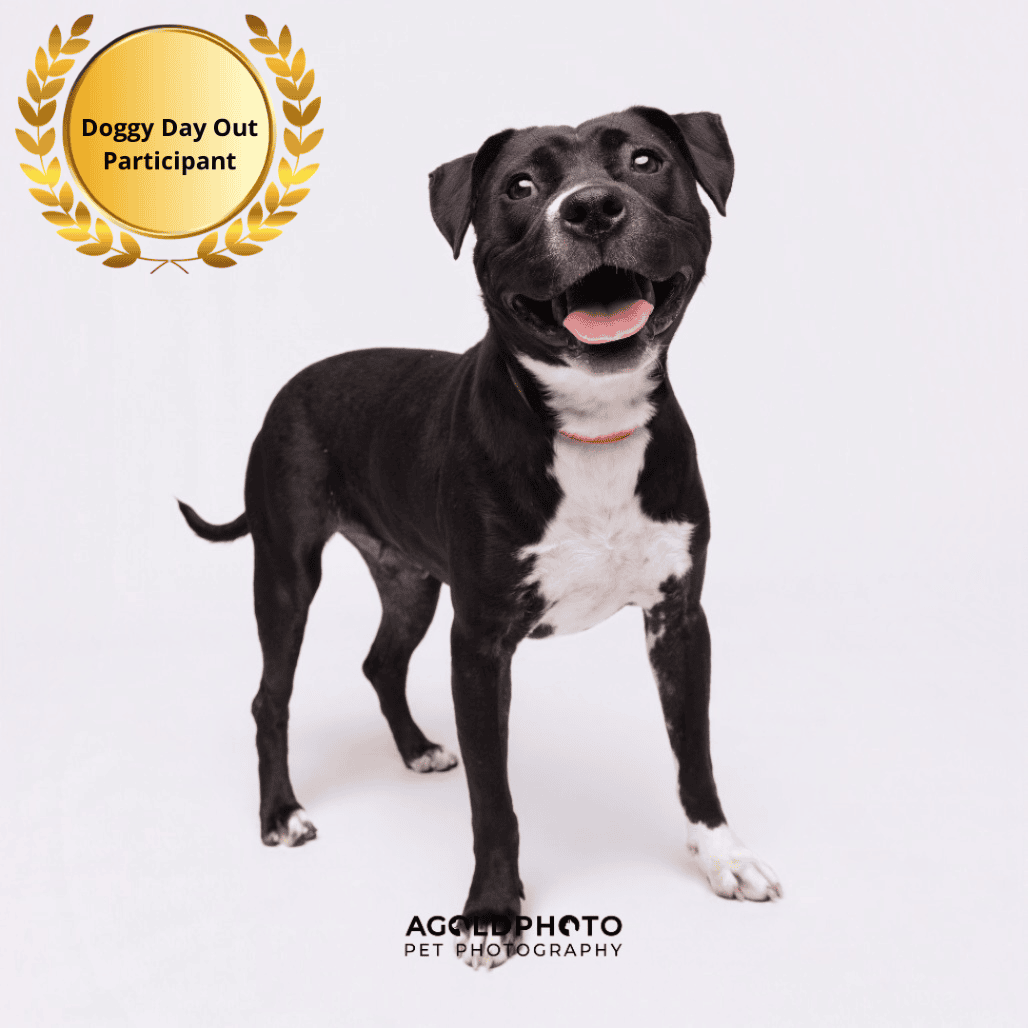 Sara pit bull insurance