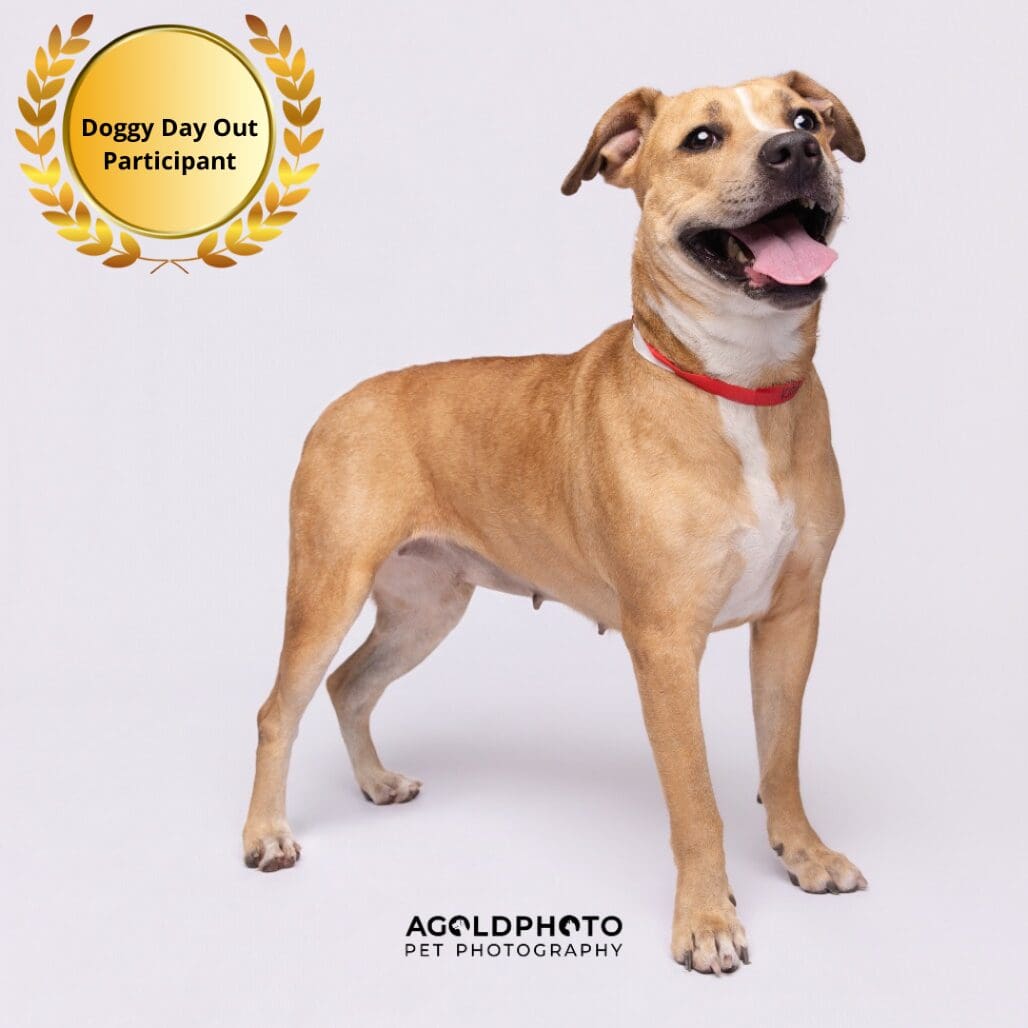 Kiara pit bull insurance