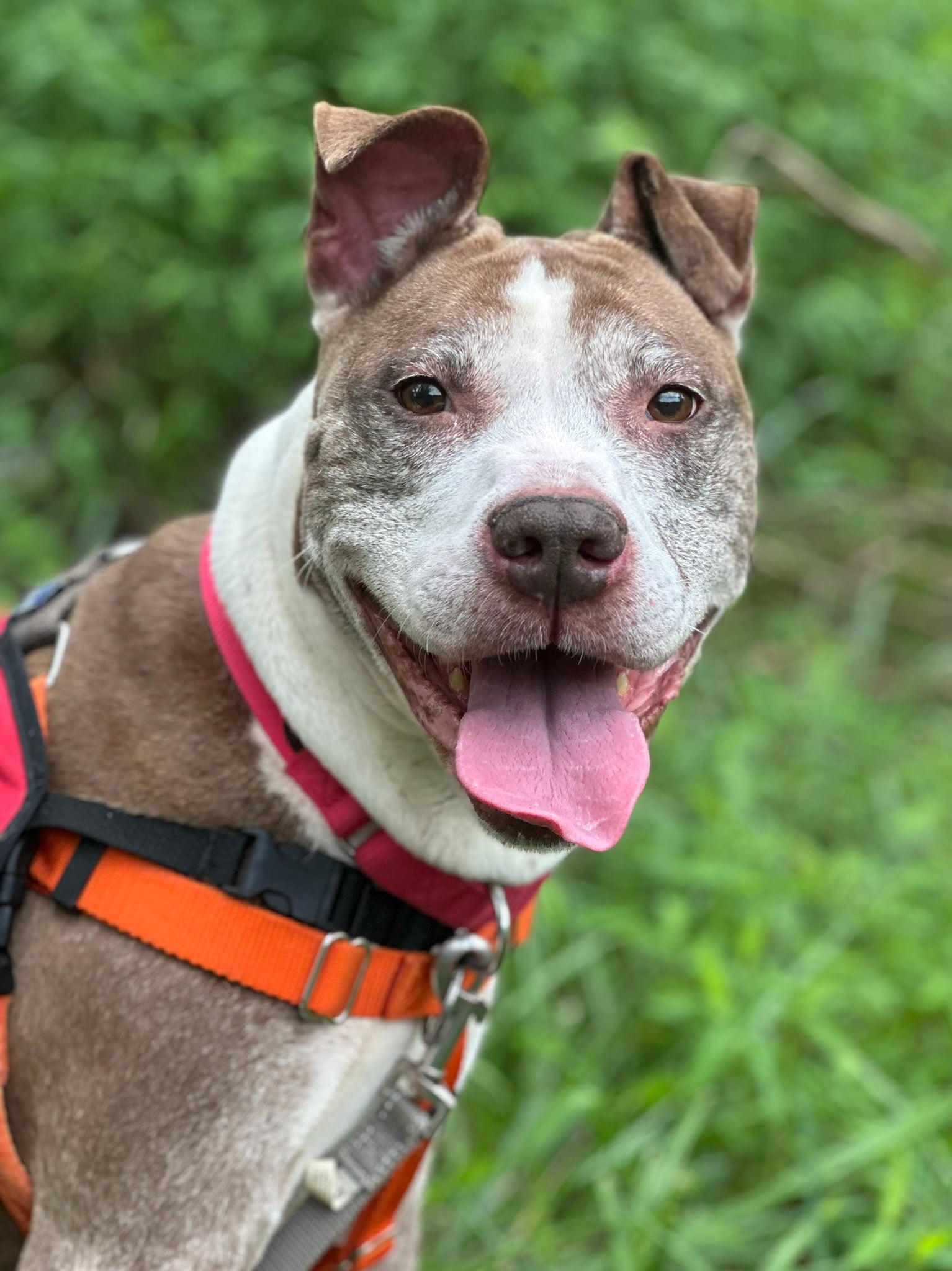 Molly_SSD3 Pitbull Charity